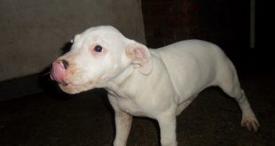 Filhote de Dogo Argentino