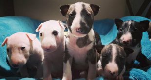 Filhotes de Bull Terrier