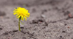 Flores No Deserto