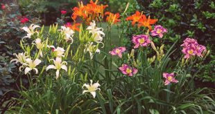 Hemerocallis no Jardim