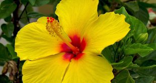 Hibisco Amarelo