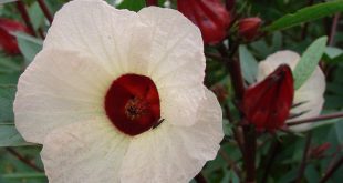 Hibiscus Sabdariffa