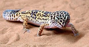 Lagartixa Leopardo