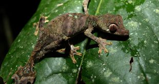 Lagartixa de Madagascar