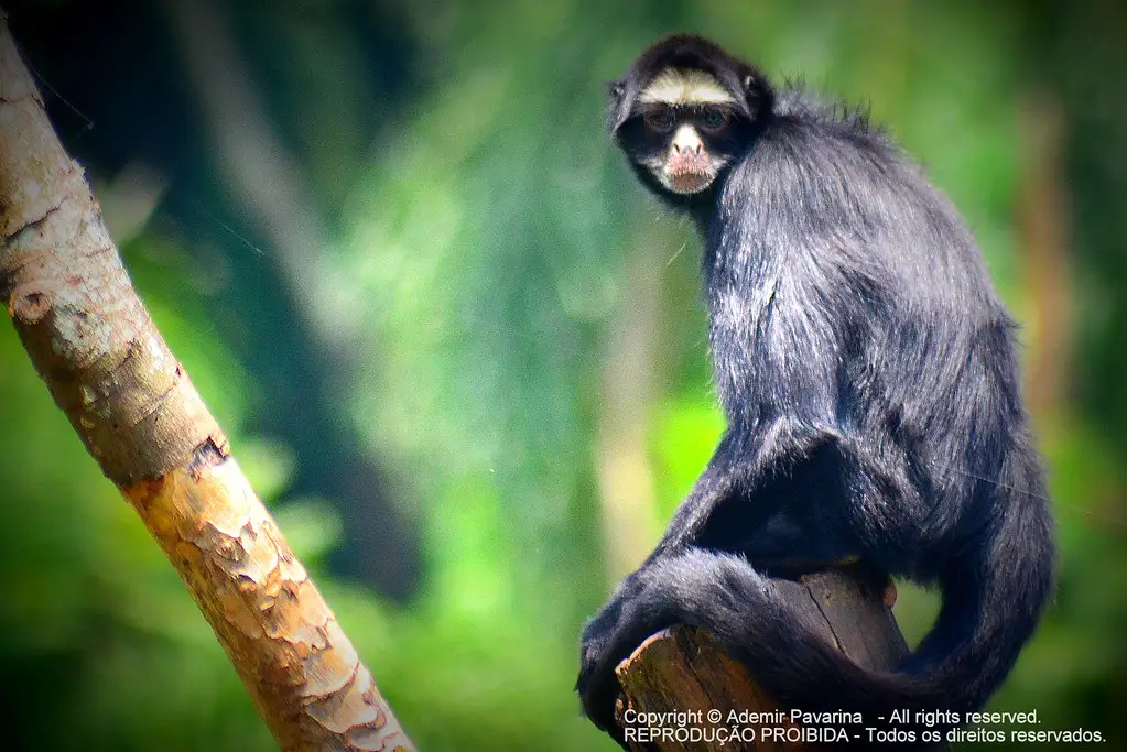 Animais fantásticos e onde habitam: Macaco-aranha-da-cara-branca - Biofaces