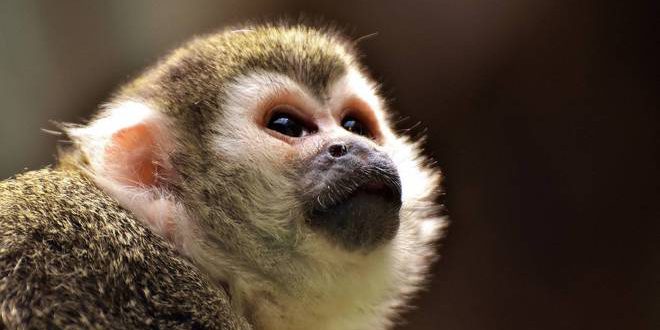 Macaco-prego / Capuchin monkey / PET 28278, Macaco-prego (S…