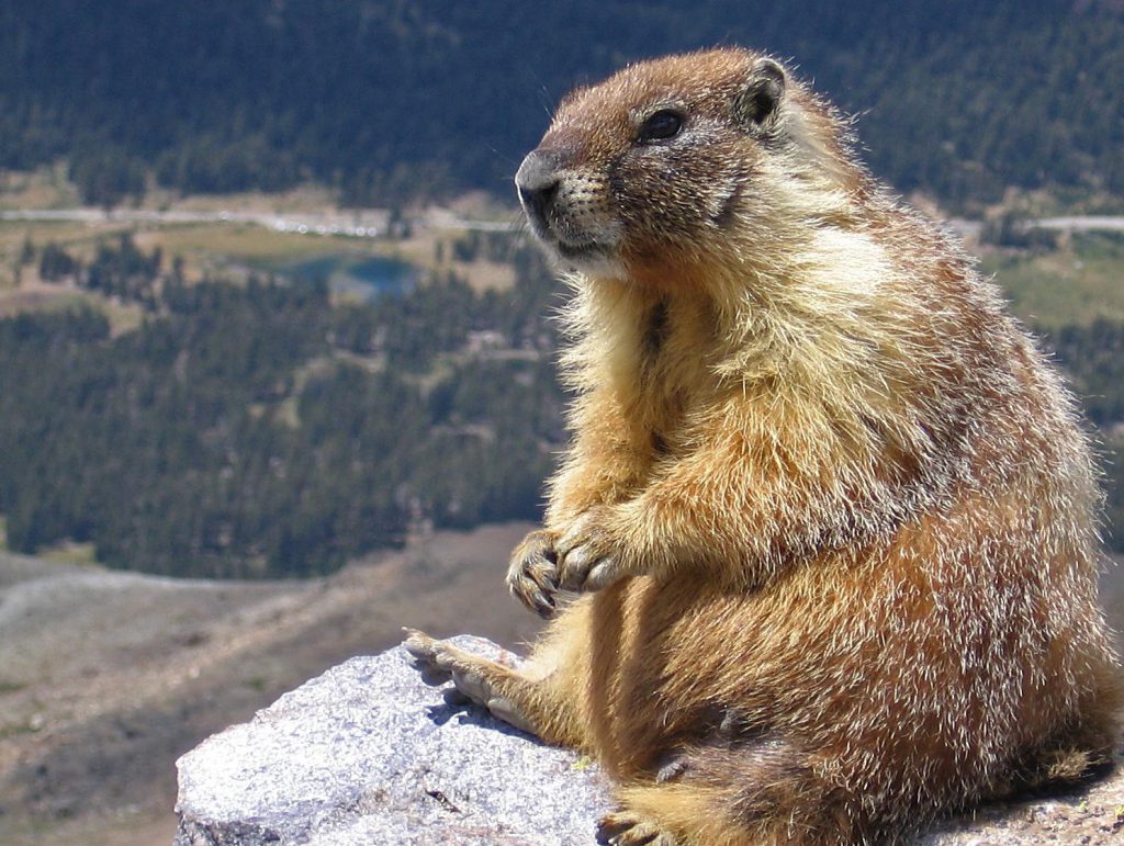 Marmota Broweri: Características, Nome Científico e Fotos | Mundo Ecologia