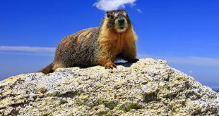 Marmota Caudata em Cima da Pedra