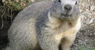 Marmota Fotografada de Frente