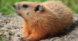 Marmota Monax