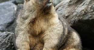 Marmota Olímpica Sentada na Pedra