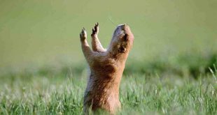 Marmota de Pé Com as Mãos Para o Alto