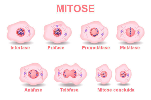 Quais São as Fases da Mitose e Suas Características?