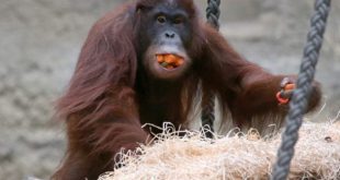 Orangotango se Alimentando