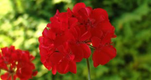 Pelargonium Hortorum Vermelha