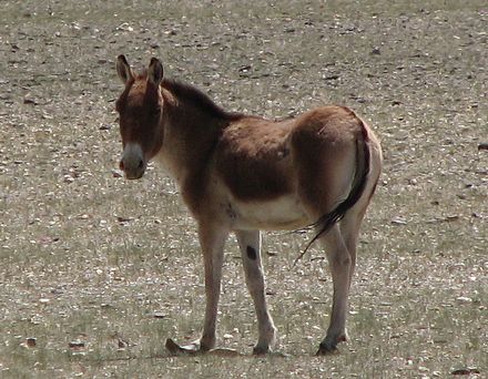 Polyodon do Equus Kiang