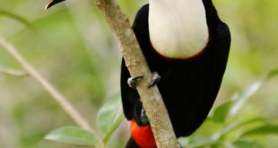 Ramphastos Tucanus