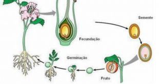 Reprodução De Plantas