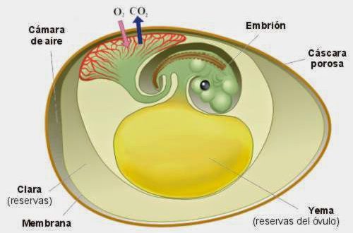 Como o Animal Respira Dentro do Ovo? | Mundo Ecologia