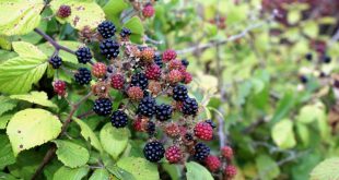 Rubus Ulmifolius