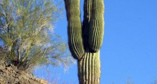 Saguaro