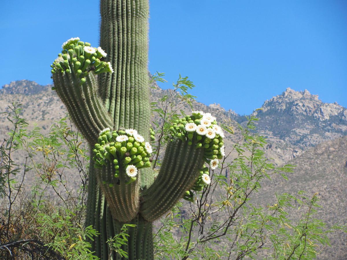 Saguaro Com Flores 