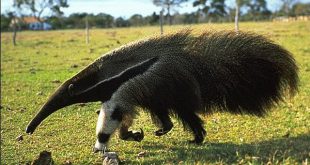 Tamanduá Bandeira se Locomovendo