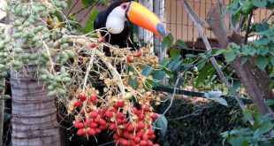 Tucano em Árvore Frutífera