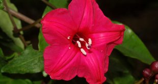 A flor da Ipomeia Rubra