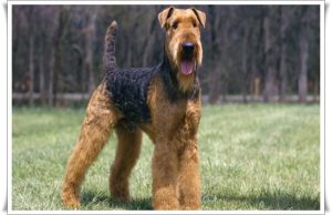 Airedale Terrier