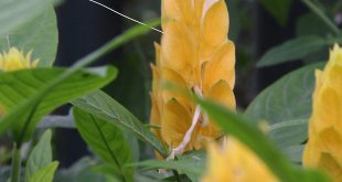 Alpinia Amarela no Jardim