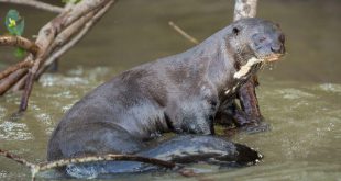 Ariranha Características Físicas