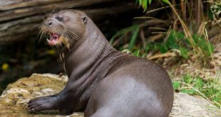 Ariranha Características Físicas