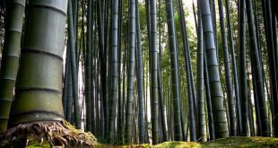 Bambu Maciço na Natureza