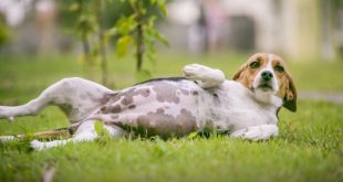 Beagle grávida