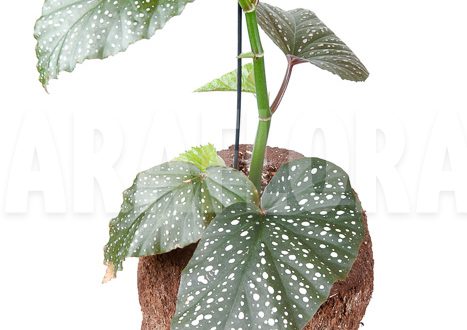 Begonia Corallina: Curiosidades, Cultivo, Doenças e Imagens | Mundo Ecologia