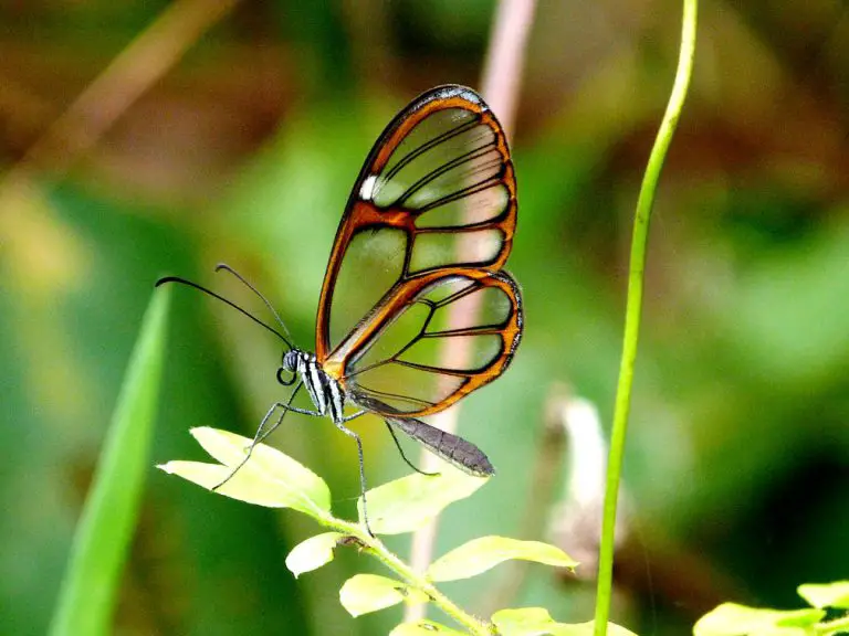 Borboleta Curiosidades E Fatos Interessantes Sobre O Animal Mundo