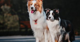 Border Collie Características