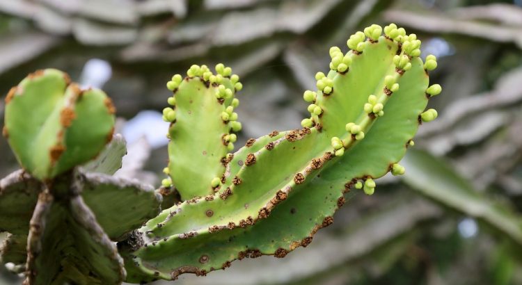 Cacto Candelabro: Características, Como Cultivar e Fotos