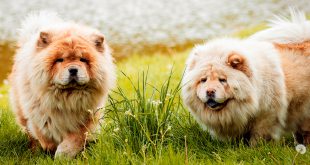 Chow Chow