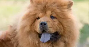 Chow Chow - Comportamento e Personalidade