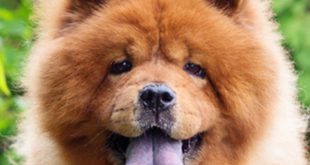 Chow Chow Mostrando a Língua Azul