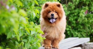 Chow Chow no Meio do Jardim