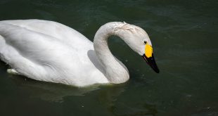 Cisne de Bewick em seu habitat