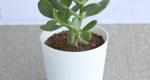 Crassula Ovata