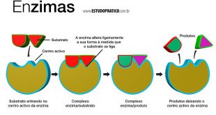 Definição de Enzimas