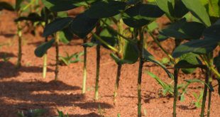 Densidade e Espaço Entre as Plantas