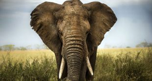 Elefante Africano 