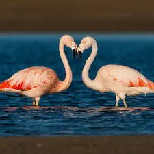 Ficha Técnica do Flamingo Peso Altura Tamanho e Imagens Mundo Ecologia