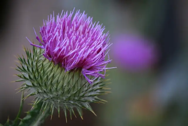 História da Flor Cardo Marítimo e Origem da Planta | Mundo Ecologia